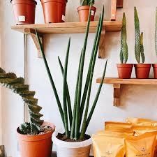 Image result for Pilea angolensis