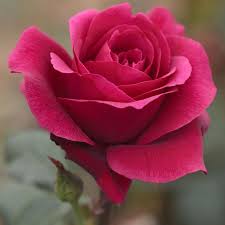 Le label adr est un second critère de choix. Rosier Charlotte Rampling Meihirvin Rosiers A Grandes Fleurs Meilland Richardier
