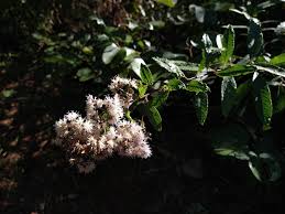 Image result for Vernonanthura polyanthes