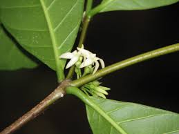 Image result for Malouetia