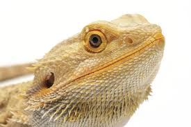 The Best Guide To Bearded Dragon Nutrition