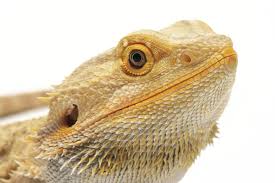 the best guide to bearded dragon nutrition