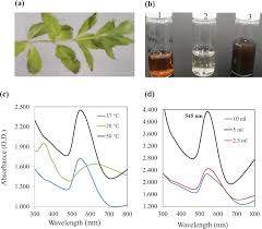 Image result for Sphaeranthus flexuosus