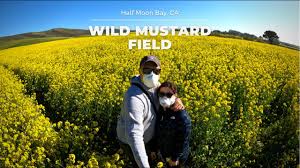Pastorino's flowers proudly serves half moon bay and the surrounding areas. Wild Mustard Field Youtube