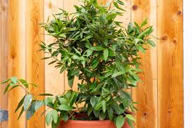 But now i grow it in the soil and it copes with any amount of cold. How To Grow Bay Laurel