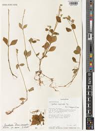 Image result for Cyathula cylindrica