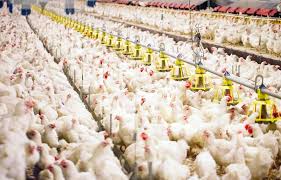 Ternak Ayam Broiler Ternak Ayam Pakan Ternak Bangkok