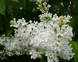 For the bride who wants a simple but stunningly beautiful effect with her bouquet on her special day. Expert Advice On Caring For Your Lilac Tree