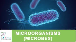 Image result for Microorganism