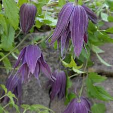 The plants come in a bewildering array of flower shapes. Clematis Macrophylla Elgar Climbing Plants From Ornamental Trees
