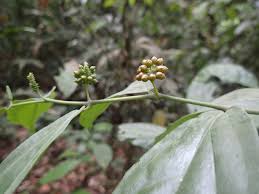 Image result for Piper guineense