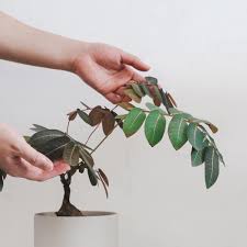 Image result for Phyllanthus ovalifolius