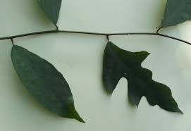 Image result for Ficus asperifolia