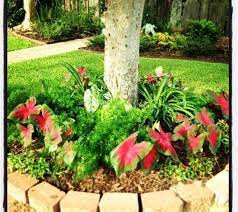 Asparagus Fern Pink And White Caladiums Persulane Agapanthus Around My Tree Asparagus Fern Plants Agapanthus