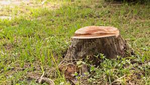 Pin By Clear View Tree Services On Blogs Planting Grass Tree Stump Stump Removal