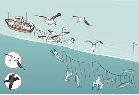 Reel the bird in carefully but quickly. These Simple Fixes Could Save Thousands Of Birds A Year From Fishing Boats Science Smithsonian Magazine