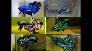 Wild betta fish are hardy and eat almost any animal small enough for these small fish to consume, including worms, larvae of mosquitoes or other insects, and smaller. The Most Beautiful Wild Bettas Compilation Best Captive Bred Bloodlines By Franksbettas Youtube