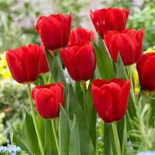 We did not find results for: Red Tulip Flower Rs 850 Bunch Black Tulip Flowers International Id 21621166255