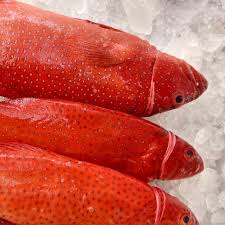 Kami membutuhkan IKAN SUNU FRESH, RONGGENG HIJAU, LOBSTER, IKAN  BETUTU/MALAS, MOA/SIDAT MARMORATA & KEPITING dalam jumlah banyak dan rutin.  Silahkan bagi rekan agen/supplier seluruh indonesia menghubungi kami untuk  detail harga & proses