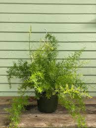 Image result for Asparagus schroederi