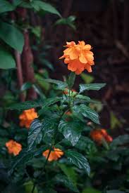 Image result for Crossandra nilotica
