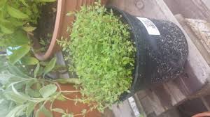 Thymian Samen Anzucht Vermehrung Green24 Hilfe Pflege Bilder