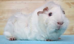 Pin On Guinea Pigs