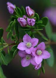Pin On Flowers 2