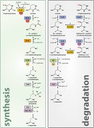 Proiectul de oug privind modificarea legii nr. The Ups And Downs Of Ectoine Structural Enzymology Of A Major Microbial Stress Protectant And Versatile Nutrient In Biological Chemistry Volume 401 Issue 12 2020