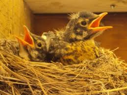 Baby Robins Daily Photos From Egg To Empty Nest Happy
