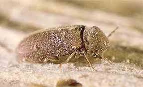 May 02, 2016 · baby powder: Powder Post Beetles Can Be A Serious Problem Things You Can Do To Minimize Impact