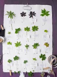 Epingle Par Madmoizelle Sur Commune With Nature Herbier Botanique Faune Et Flore