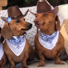 For those in kentucky there is a kentucky dachshund rescue. Dachshund Rescue Of Ohio Inc Home Facebook