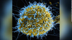 El virus de marburgo es el agente causal de la enfermedad por virus de marburgo (evm), cuya tasa de letalidad puede llegar al 88%. Virus De Marburgo Guinea Confirma Primer Caso De Virus Similar Al Ebola