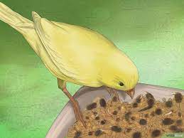 How To Care For Your Canary 13 Steps With Pictures Canary Birds Canary Pet Hacks