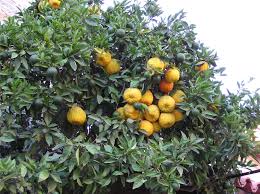 Image result for Citrus × aurantium