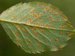 Image result for rez rzivost ostru%u017Einy