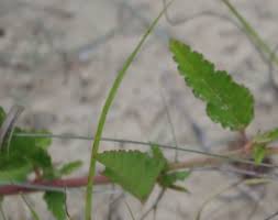 Image result for Melochia melissifolia