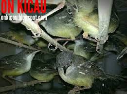 Untuk melihat detail lagu ciblek kristal klik salah satu judul yang cocok, kemudian untuk link download ciblek. Cara Merawat Burung Ciblek Bakalan Agar Cepat Bunyi On Kicau