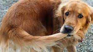Why Do Dogs Chase Their Tails Does It Mean Anythng