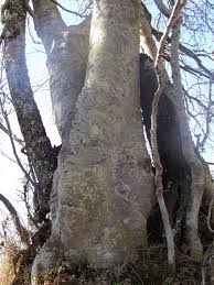 Image result for Combretum erythrophyllum