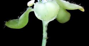 Image result for Virectaria major