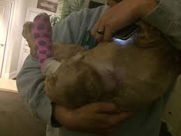 Find 1 listings related to plumtrees animal hospital in danbury on yp.com. Plumtrees Animal Hospital 65 Newtown Rd Danbury Ct Veterinarians Mapquest