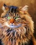 Maine Ideal Cats & Kittens For Sale & Rehome uk | Find Cats ...