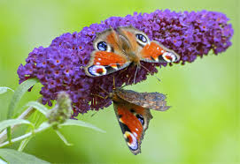 Image result for Komule střídavolisté