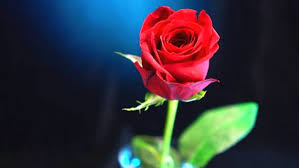 Setidaknya kamu pernah melihat gambar bunga anggrek, bukan? Gambar Bunga Cantik Harian Nusantara