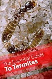 The Essential Guide To Termites Debugged Termite Treatment Diy Termite Treatment Termite Control
