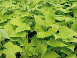 Image result for Ipomoea batatas pots