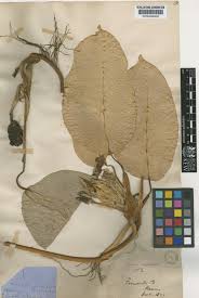 Image result for Culcasia