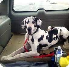 Well socialized great dane puppies for sale. Stamford Ct Great Dane Meet Rowan A Pet For Adoption